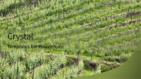  Presentation with springtime - Beautiful slide set featuring vineyard in springtime piedmont hills north italy backdrop and a seafoam green colored foreground