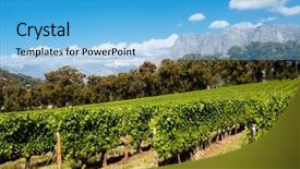  Presentation with cape town - Slide deck enhanced with vineyard in stellenbosch cape town background and a  colored foreground