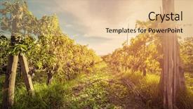  Presentation with tuscany - Slide set featuring vineyard in tuscany italy wine background and a lemonade colored foreground