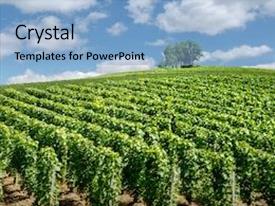 Vineyard Landscape Montagne De Reims PPT template 41 | CrystalGraphics