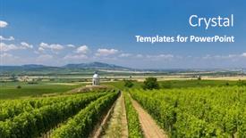  Presentation with vineyard - Presentation theme having vineyard-near-velke-bilovice-southern background and a teal colored foreground