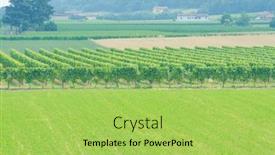  Presentation with vineyard - Colorful PPT layouts enhanced with vineyard-on-a-bright-summer backdrop and a yellow colored foreground