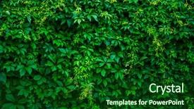  Presentation with abstract green - Beautiful slide set featuring vineyard on wall abstract plant backdrop and a forest green colored foreground