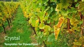  Presentation with crop - Slides enhanced with vineyard valley with ripe grape crop background and a tawny brown colored foreground