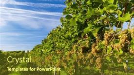  Presentation with vineyard - Slides with vineyard-with-hibernal-near-cejkovice background and a tawny brown colored foreground