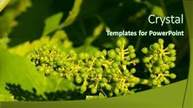  Presentation with vineyard - PPT theme having vineyard-with-hibernal-near-cejkovice background and a wine colored foreground