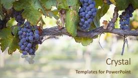  Presentation with vine wine - Beautiful slides featuring vineyard with lush ripe wine backdrop and a soft green colored foreground