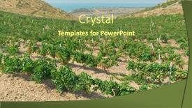  Presentation with horizon - Colorful theme enhanced with vineyard-with-the-sea backdrop and a tawny brown colored foreground