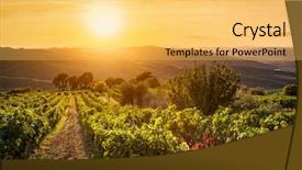 Presentation with tuscany - Presentation theme featuring vineyard wonderful landscape in tuscany background and a yellow colored foreground