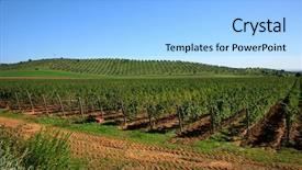  Presentation with vineyard - PPT layouts consisting of vineyard background and a light blue colored foreground