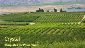  Presentation with vineyards - Colorful PPT theme enhanced with vineyards and orchards osoyoos b backdrop and a tawny brown colored foreground
