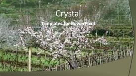  Presentation with vineyards - Theme consisting of vineyards-and-vineyards-on-mount background and a ocean colored foreground