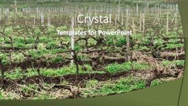  Presentation with vineyards - Presentation design having vineyards-and-vineyards-on-mount background and a coral colored foreground