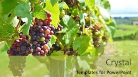  Presentation with nautre lake - Amazing presentation design having vineyards-at-neuchatel-lake-switzerland backdrop and a yellow colored foreground