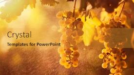  Presentation with vineyards - Colorful slide set enhanced with vineyards at sunset in autumn harvest ripe grapes in fall backdrop and a gold colored foreground