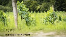  Presentation with vineyards - Theme enhanced with vineyards-for-the-production background and a yellow colored foreground