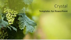  Presentation with vineyards - Presentation design featuring vineyards-for-the-production background and a yellow colored foreground