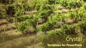  Presentation with vineyards - Cool new presentation with vineyards in crimea beautiful landscape backdrop and a tawny brown colored foreground