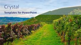  Presentation with vineyards - Presentation theme with vineyards-in-germany-the-picturesque background and a sky blue colored foreground