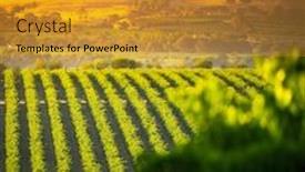  Presentation with vineyards - Presentation theme with vineyards-in-mclaren-vale-south background and a gold colored foreground