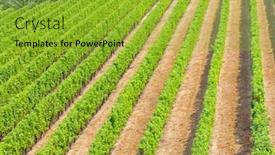  Presentation with vineyards - Audience pleasing slides consisting of vineyards in the wine region languedoc-roussillon roussillon france backdrop and a gold colored foreground