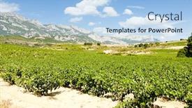  Presentation with vineyards - Beautiful slide set featuring vineyards-la-rioja-spain backdrop and a light blue colored foreground