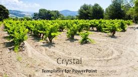  Presentation with vineyards - Audience pleasing slides consisting of vineyards-near-bandol-provence-france backdrop and a lemonade colored foreground