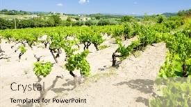  Presentation with vineyards - PPT layouts featuring vineyards-near-bandol-provence-france background and a lemonade colored foreground