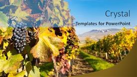  Presentation with vineyards - Presentation theme with vineyards-near-dolni-dunajovice background and a light blue colored foreground