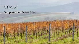  Presentation with vineyards - Presentation featuring vineyards-near-palvov-southern-moravia background and a lemonade colored foreground