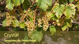  Presentation with vineyards - Beautiful PPT theme featuring vineyards-of-the-lavaux-region backdrop and a tawny brown colored foreground