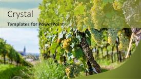  Presentation with vineyards - Presentation theme enhanced with vineyards on the czech-austrian border near the village of hnanice background and a gold colored foreground