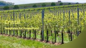  Presentation with region 3 - Slides with vineyards palava moravia region czech background and a tawny brown colored foreground