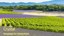  Presentation with lavender - Cool new presentation design with vineyards rhone-alpes france backdrop and a  colored foreground