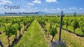  Presentation with vineyards - Presentation consisting of vineyards-under-palava-near-sonberk background and a light blue colored foreground