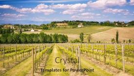  Presentation with tuscany - PPT theme enhanced with vinneyard-in-tuscany-at-spring background and a yellow colored foreground