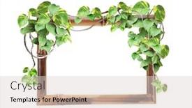  Presentation with liana - Audience pleasing PPT layouts consisting of vintage-bamboo-frame-with-liana backdrop and a lemonade colored foreground