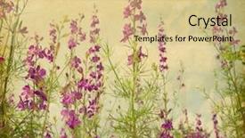  Presentation with old paper - Beautiful slides featuring frame color black wild rose backdrop and a  colored foreground.