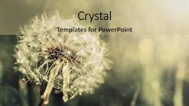  Presentation with dandelion - Slide set having taraxacum - vintage dandelion on a green background and a coral colored foreground