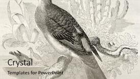  Presentation with old wood - Slide deck enhanced with vintage doves - blue-spotted wood dove old illustration background and a  colored foreground