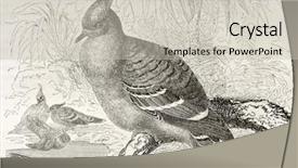  Presentation with old camera and film sound - PPT layouts consisting of vintage doves - crested pigeon old illustration ocyphaps background and a light gray colored foreground