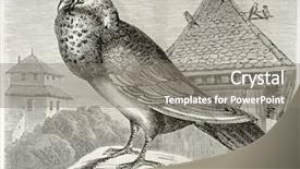  Presentation with english alphabet set in old - Slides enhanced with vintage doves - english pouter old illustration columba background and a gray colored foreground