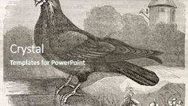  Presentation with old camera and film sound - Audience pleasing theme consisting of vintage doves - polish pigeon old illustration columba backdrop and a  colored foreground