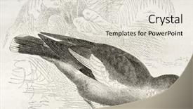  Presentation with old west - Amazing PPT theme having vintage doves - west peruvian dove old illustration backdrop and a  colored foreground