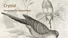  Presentation with dove - Presentation design featuring vintage doves - zebra dove old illustration geopelia background and a lemonade colored foreground