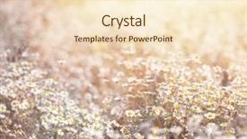  Presentation with vintage floral - Colorful PPT layouts enhanced with vintage flower - closeup of beautiful fresh daisy backdrop and a cream colored foreground