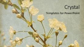  Presentation with flower vintage - Audience pleasing presentation consisting of vintage flower - grunge paper background with cherry backdrop and a mint green colored foreground