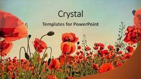  Presentation with poppies - Audience pleasing theme consisting of old paper field of poppies backdrop and a mint green colored foreground