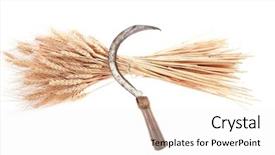 Presentation with ears - Amazing PPT theme having vintage handmade reaper hook sickle backdrop and a white colored foreground