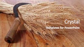  Presentation with ears - Slides having vintage handmade reaper hook sickle background and a coral colored foreground